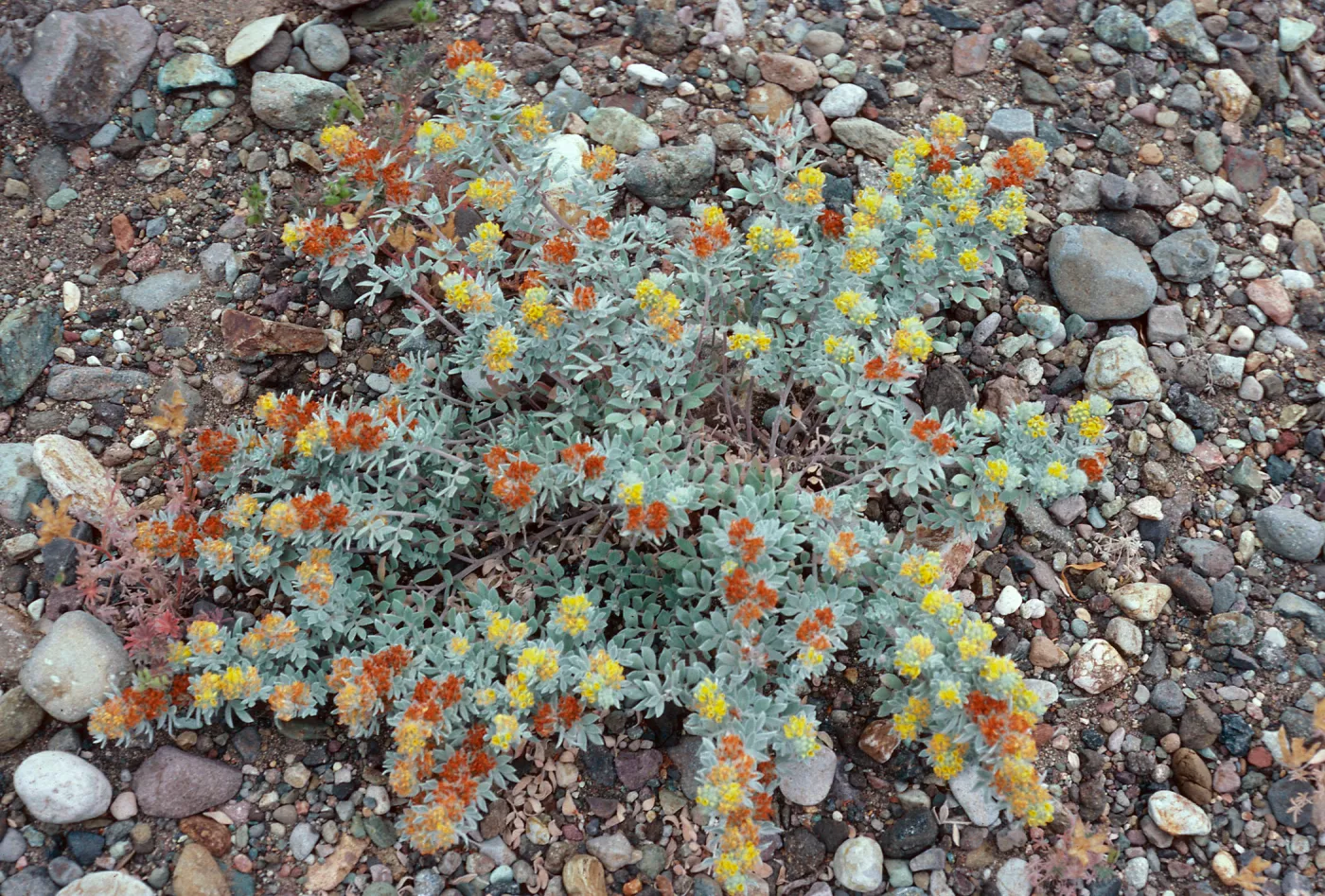 Lotus argophyllus niveus, Central Valley, near field station, Santa Cruz Island