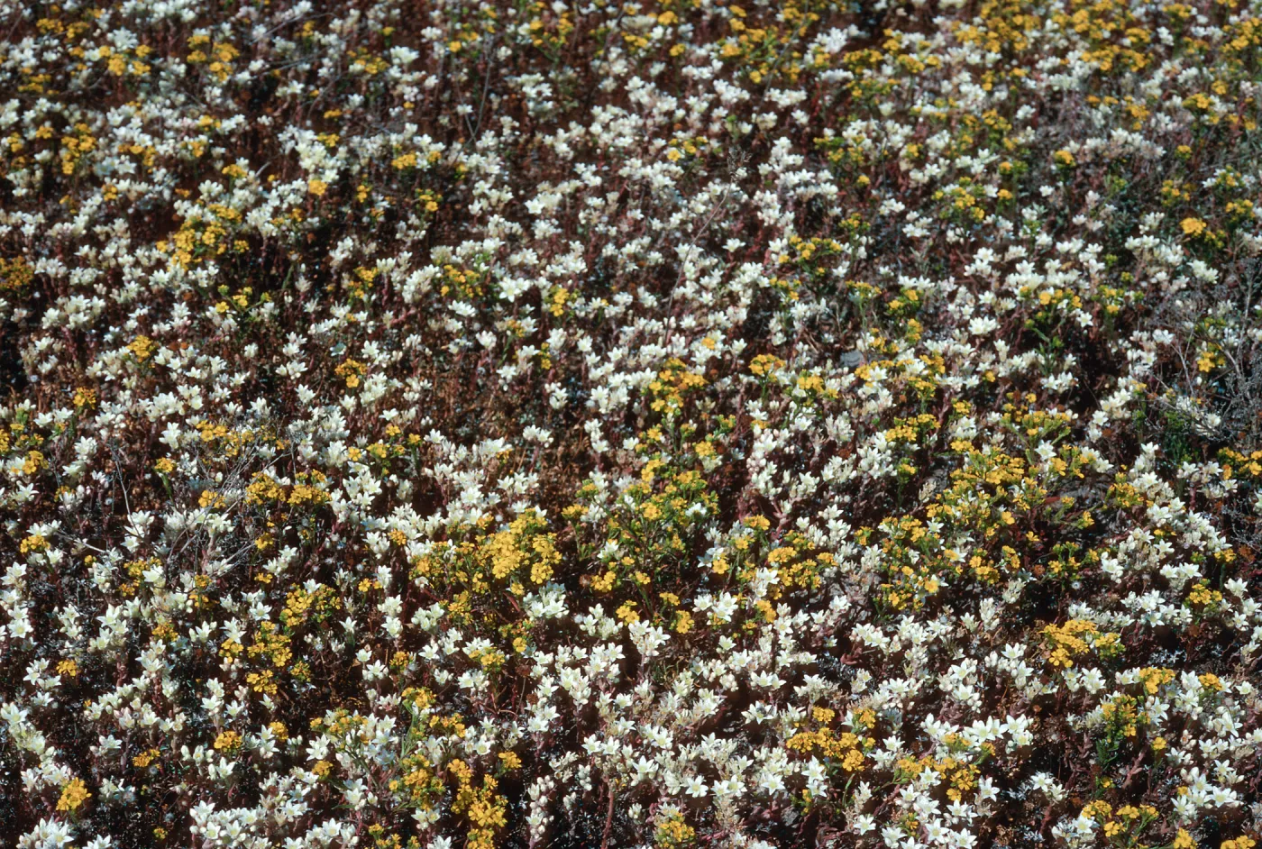 Dudleya nesiotica, Hemizonia fasciculata, Fraser Point, Santa Cruz Island