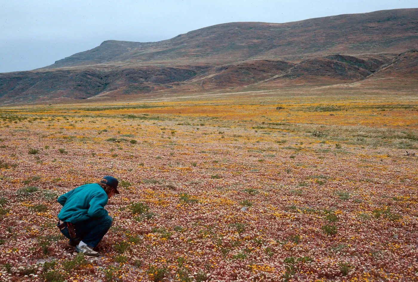 Dudleya nesiotica, Lasthenia, Steve McCabe, Forneys Cove, Santa Cruz Island, 