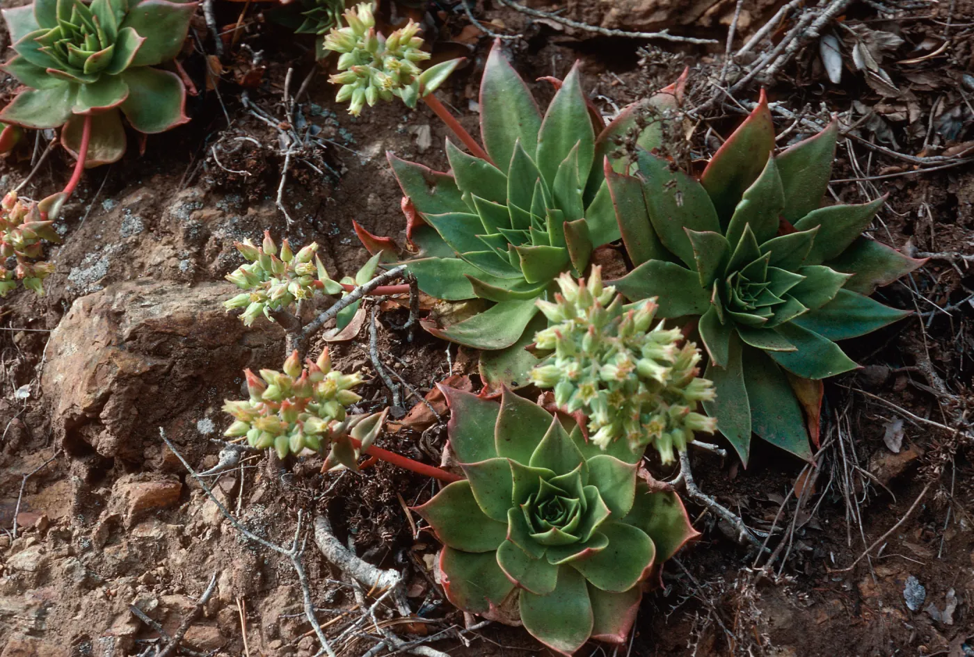 Dudleya candelabrum, CaÃ±ada Del Portezuela, Santa Cruz Island
