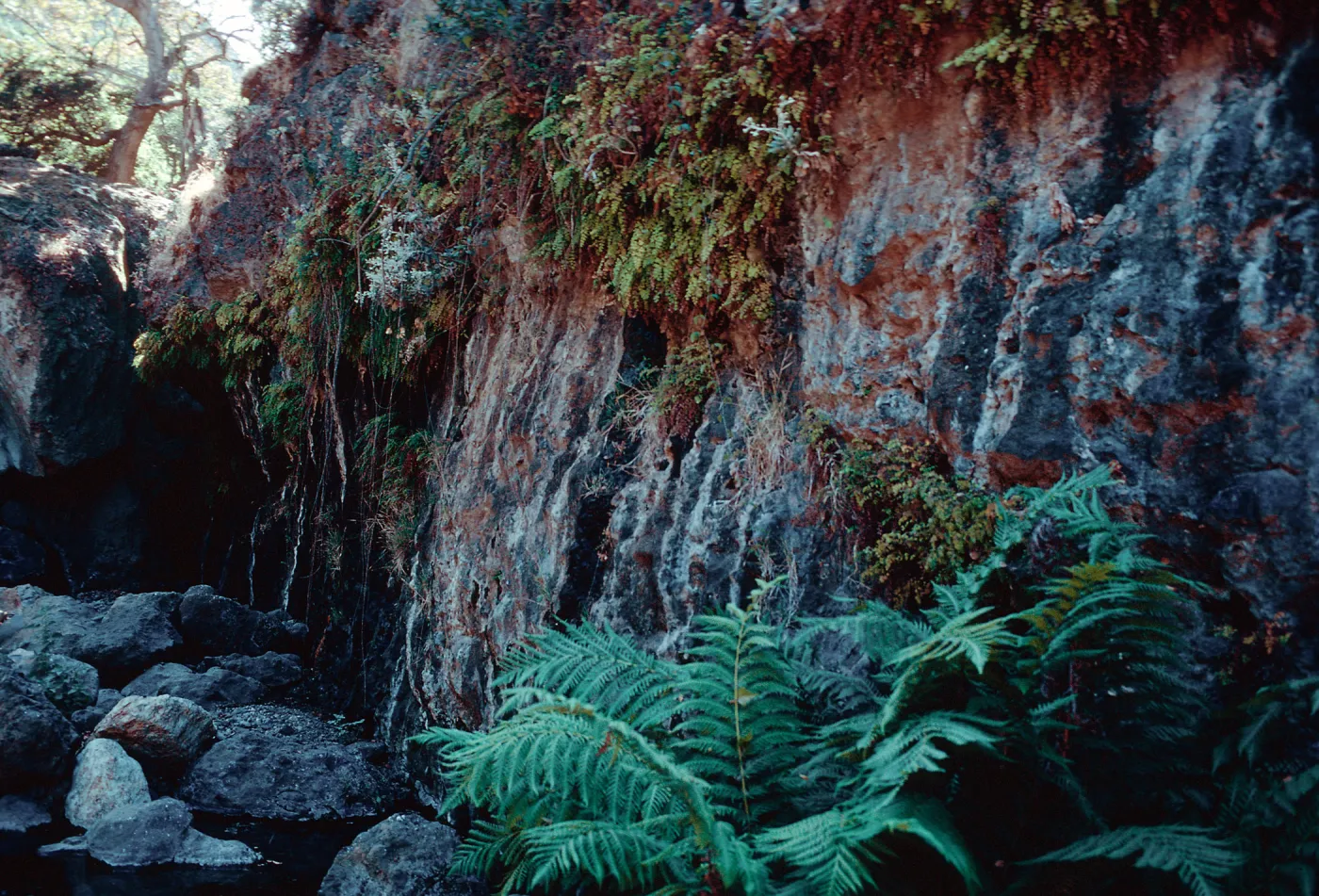 wet bank in canyon, above Dicks Harbor, Santa Cruz Island