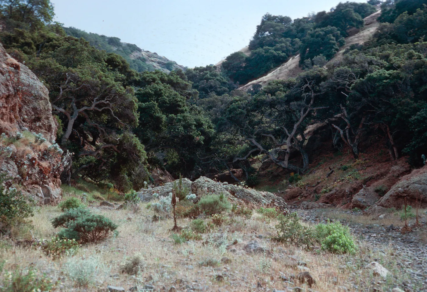 West Twin Canyon, Santa Cruz Island
