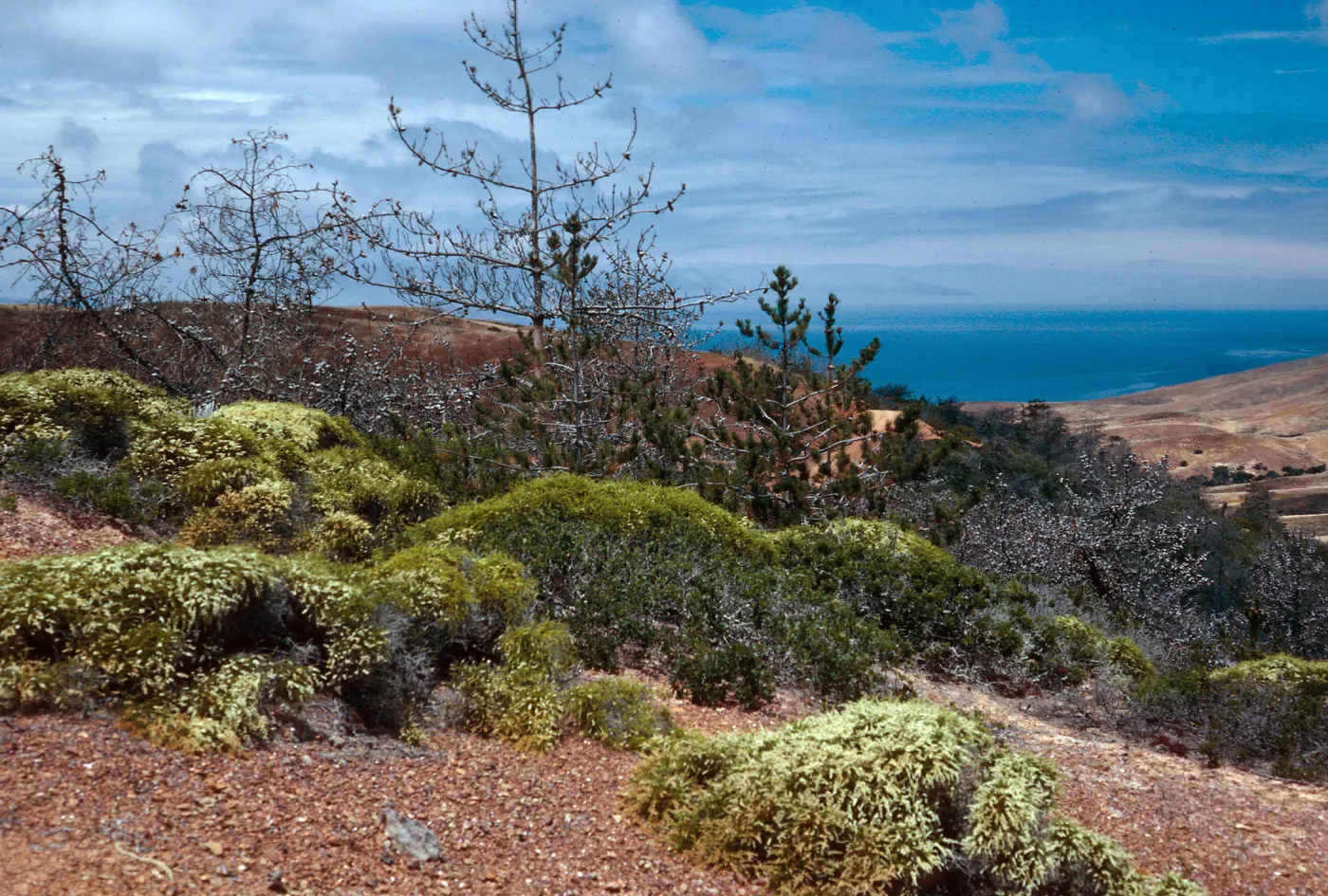 West end of Christy Pines, looking Northwest from South Ridge Road, Santa Cruz Island
