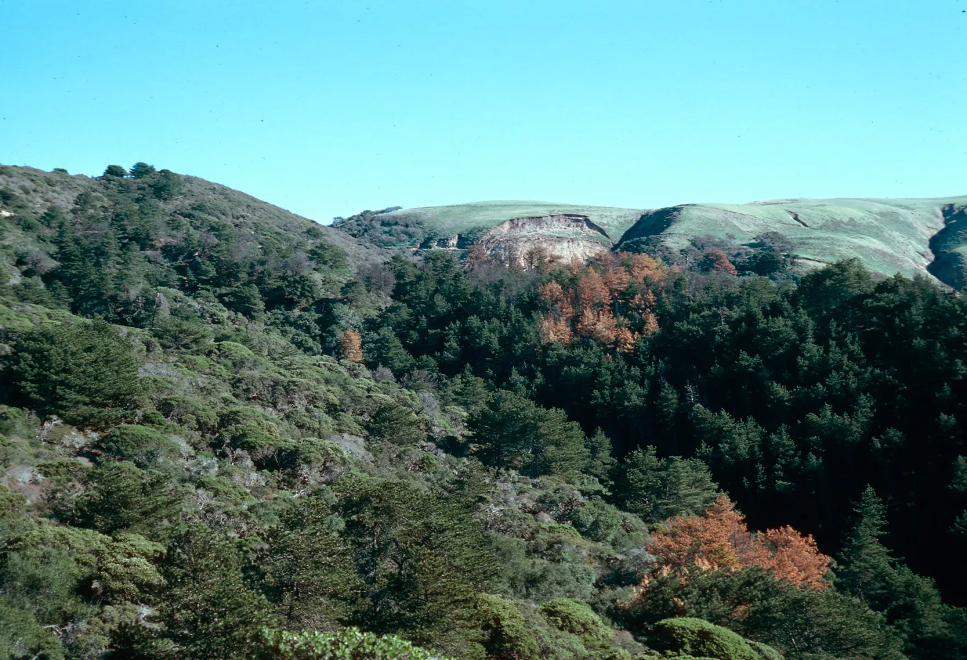 Eastern Pine forest, Santa Cruz Island