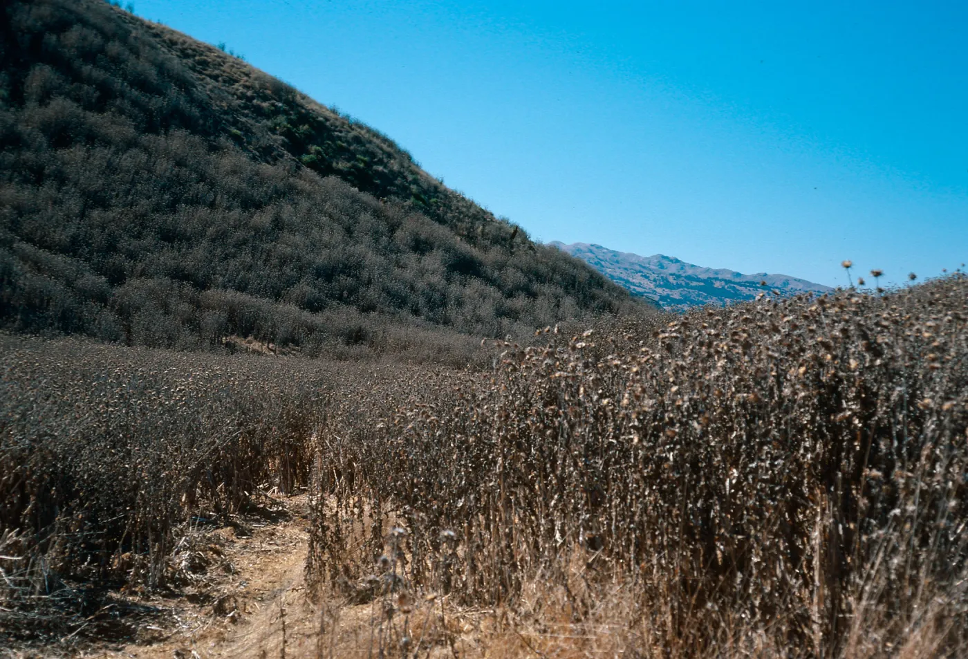 Silybum, above China Harbor, Santa Cruz Island