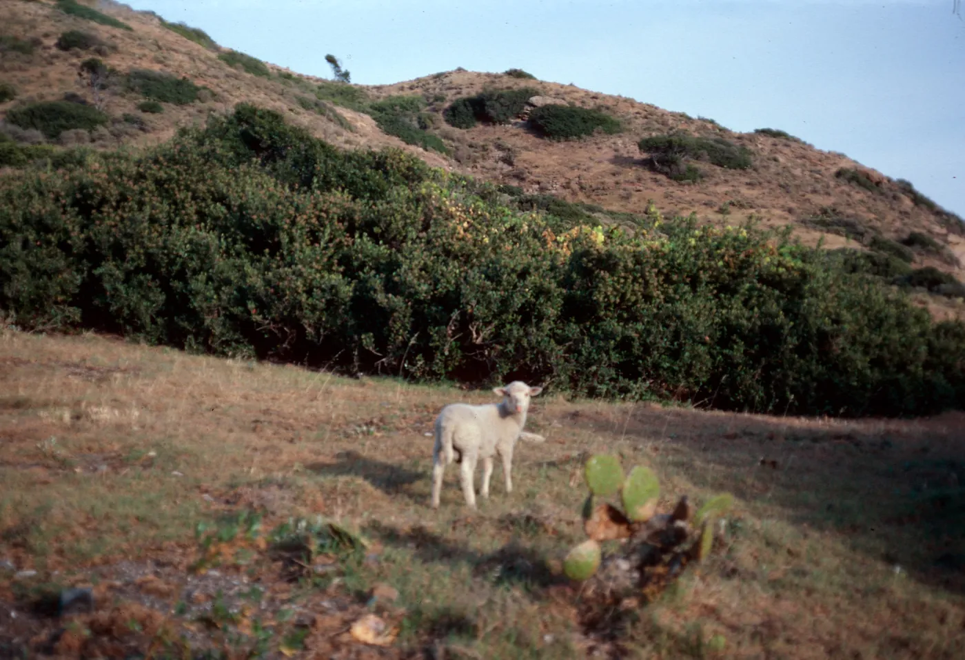 sheep, Coches Prietos, Santa Cruz Island