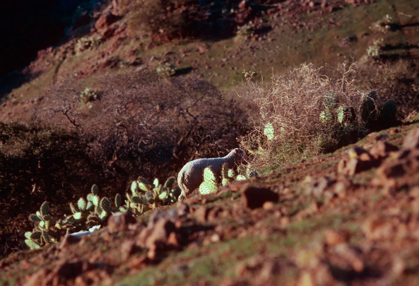 sheep, North of field station, Santa Cruz Island