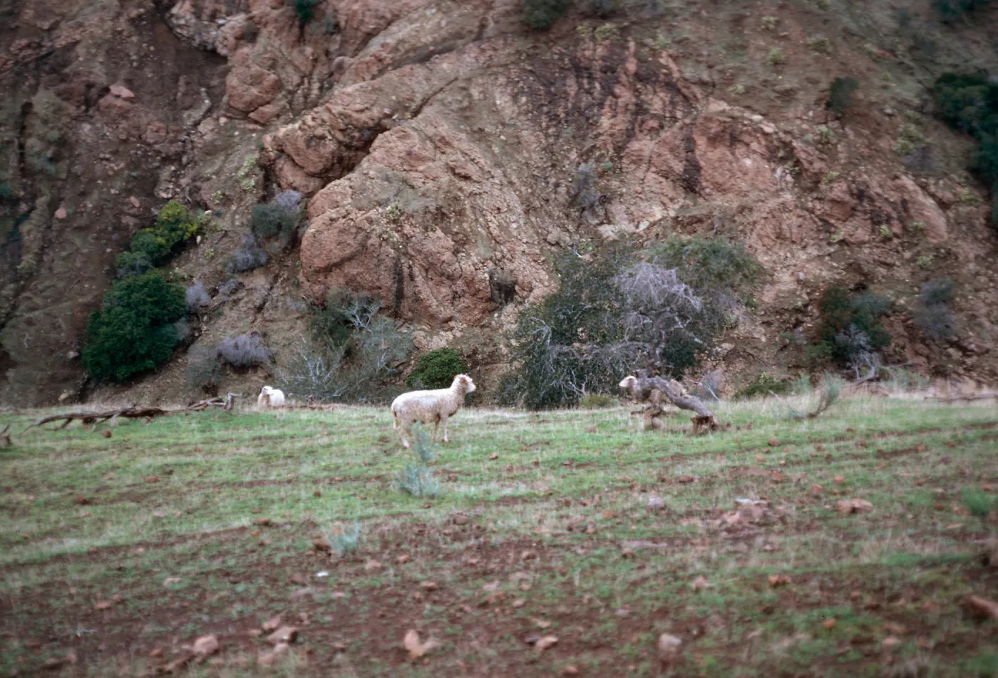 sheep - canyon across Central Valley, from West end of Bosque Mano, Santa Cruz Island