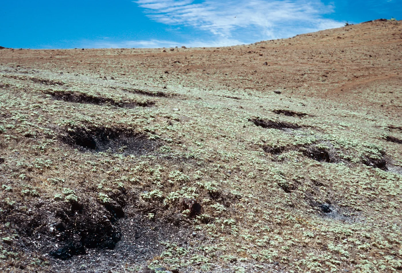 sheep beds in midden ridgetop, West of Peak 1845, Santa Cruz Island