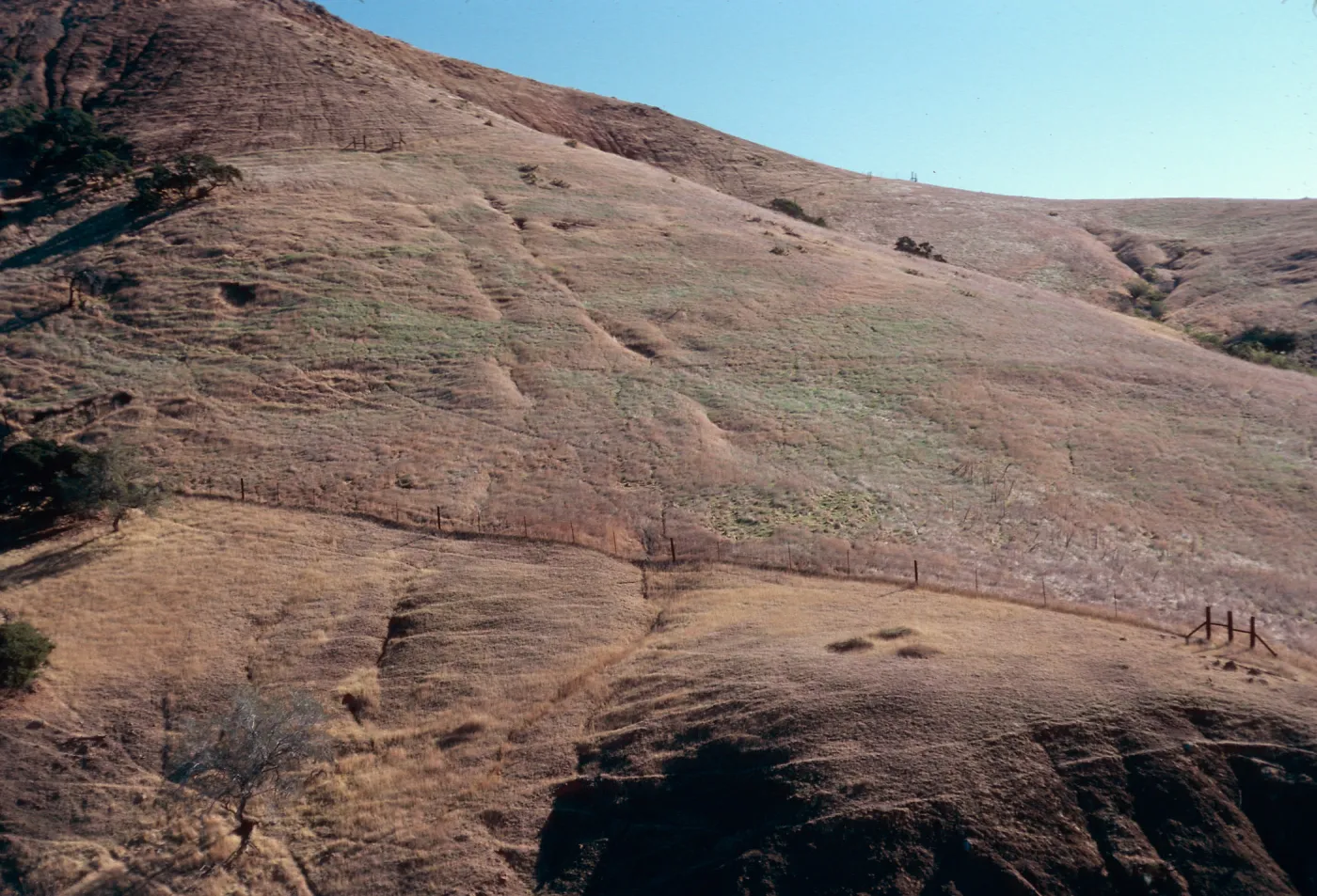 sheep damage in Ram Canyon, North fork of CaÃ±ada Larga, Santa Cruz Island