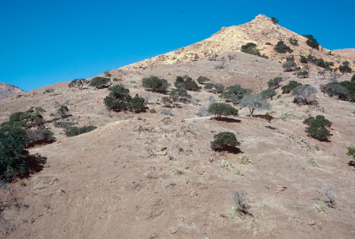 sheep damage in Ram Canyon, North fork of CaÃ±ada Larga, Santa Cruz Island