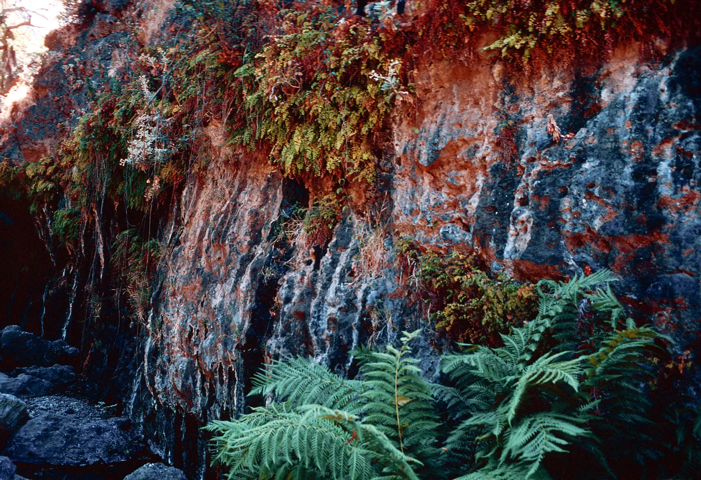 wet bank in canyon above Dicks Harbor, Santa Cruz Island