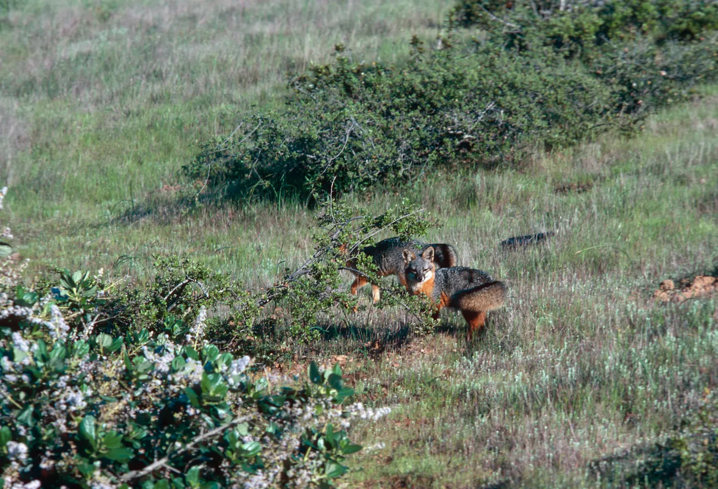 island foxes, South Ridge Road, Christy Pines, Santa Cruz Island