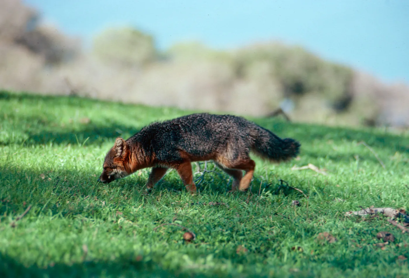 island fox, Peak 1848, Santa Cruz Island