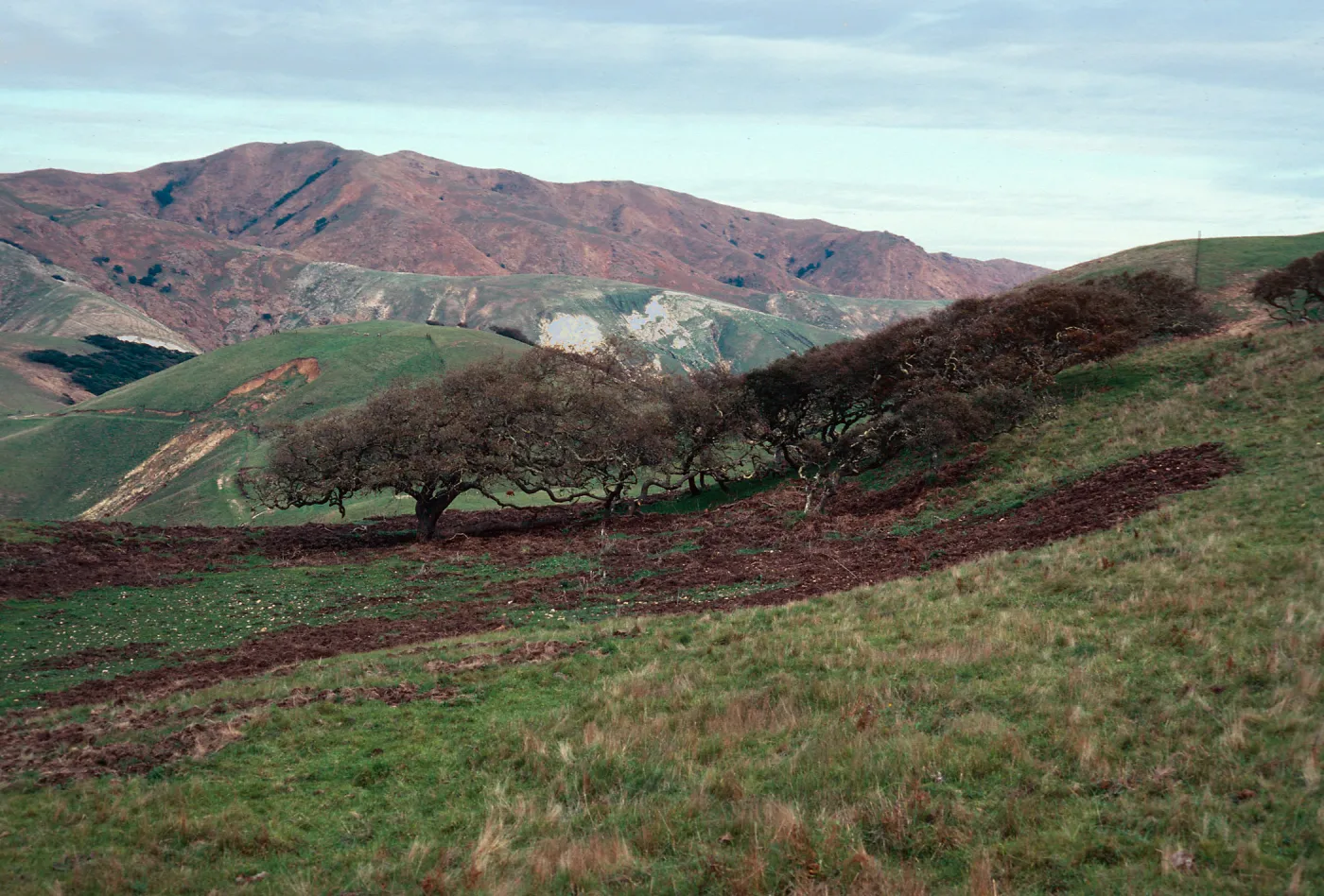 pig damage, East of navy base, Santa Cruz Island