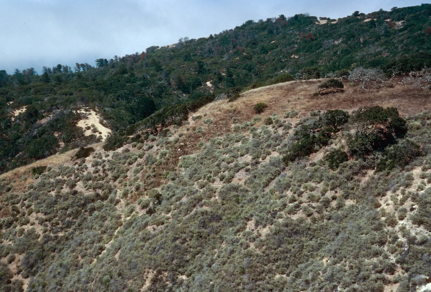 Coastal Sage Scrub, West end of China Pines, from abandoned road, Santa Cruz Island
