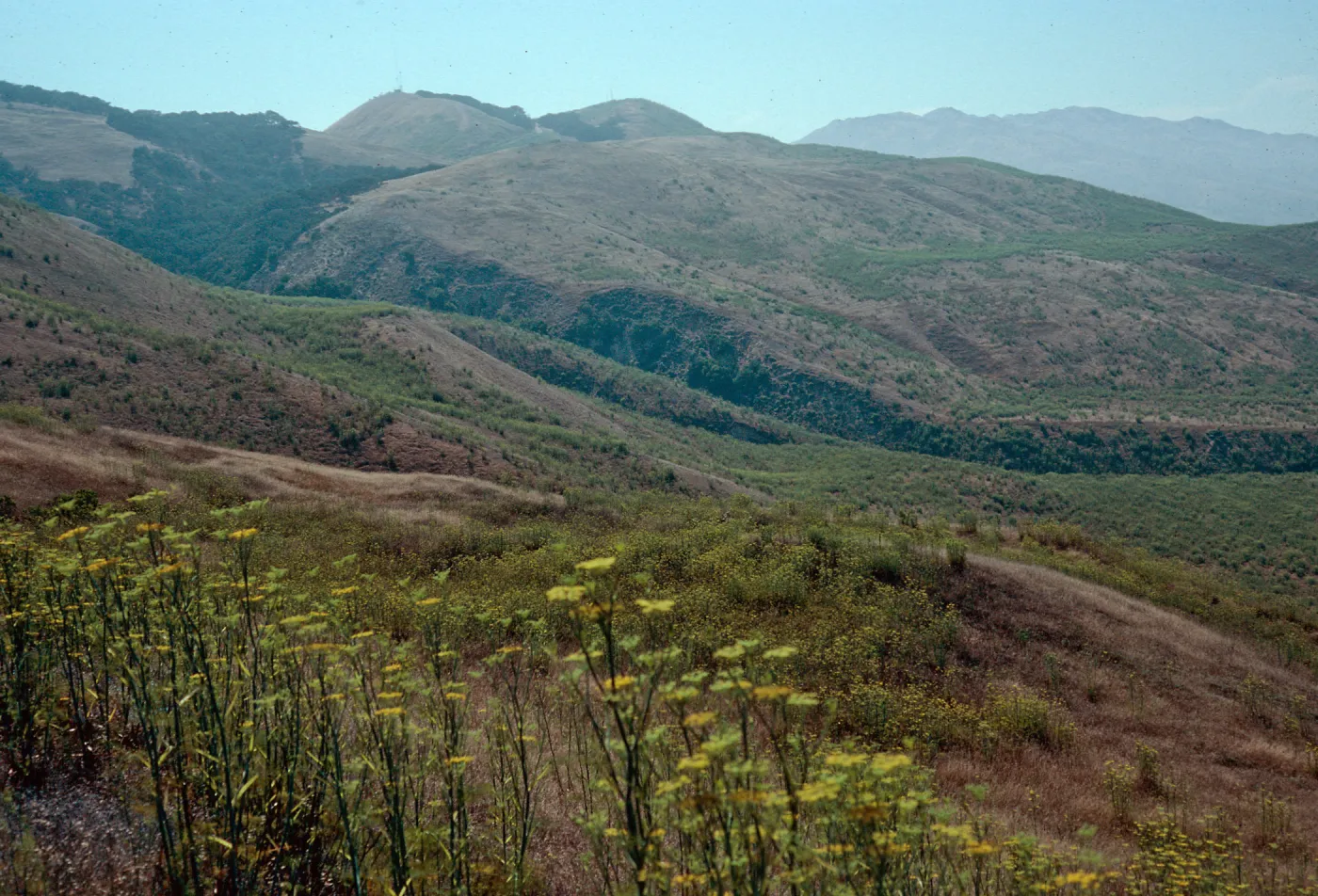 Foeniculum, road to China Harbor, burn of July, 1990, Santa Cruz Island