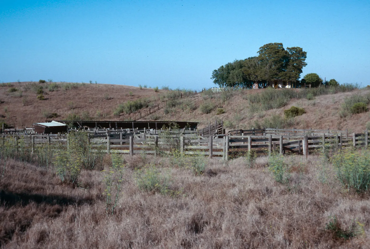 Campo Del Norte, Santa Cruz Island