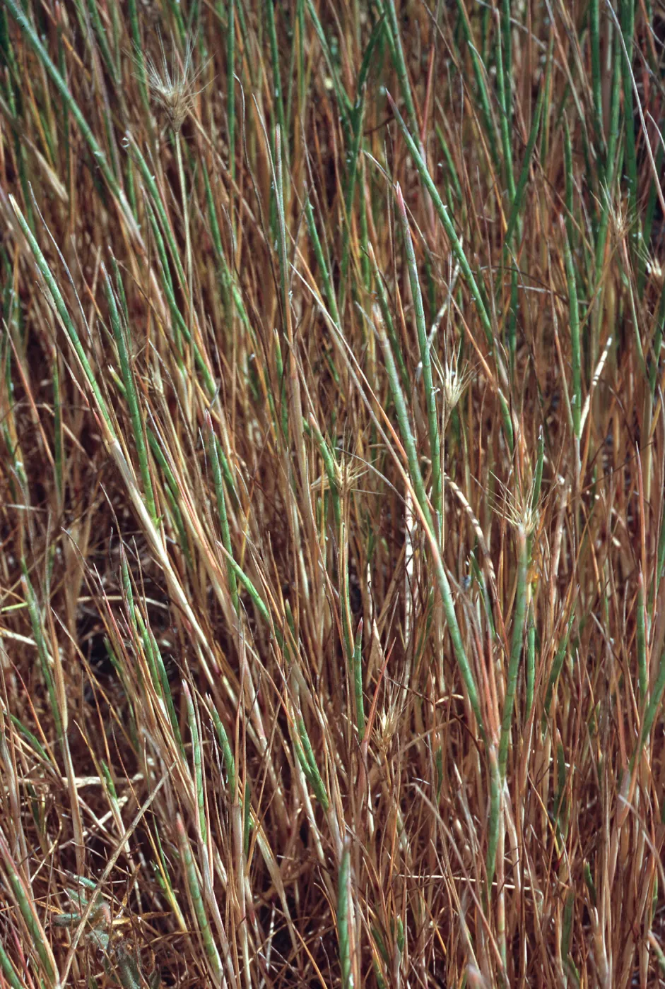 Monerma cylindrica, Fraser Point, Santa Cruz Island