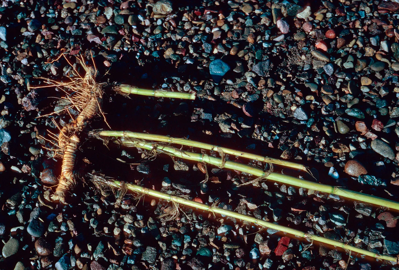 Arundo Donax roots, Sauces Beach, Santa Cruz Island
