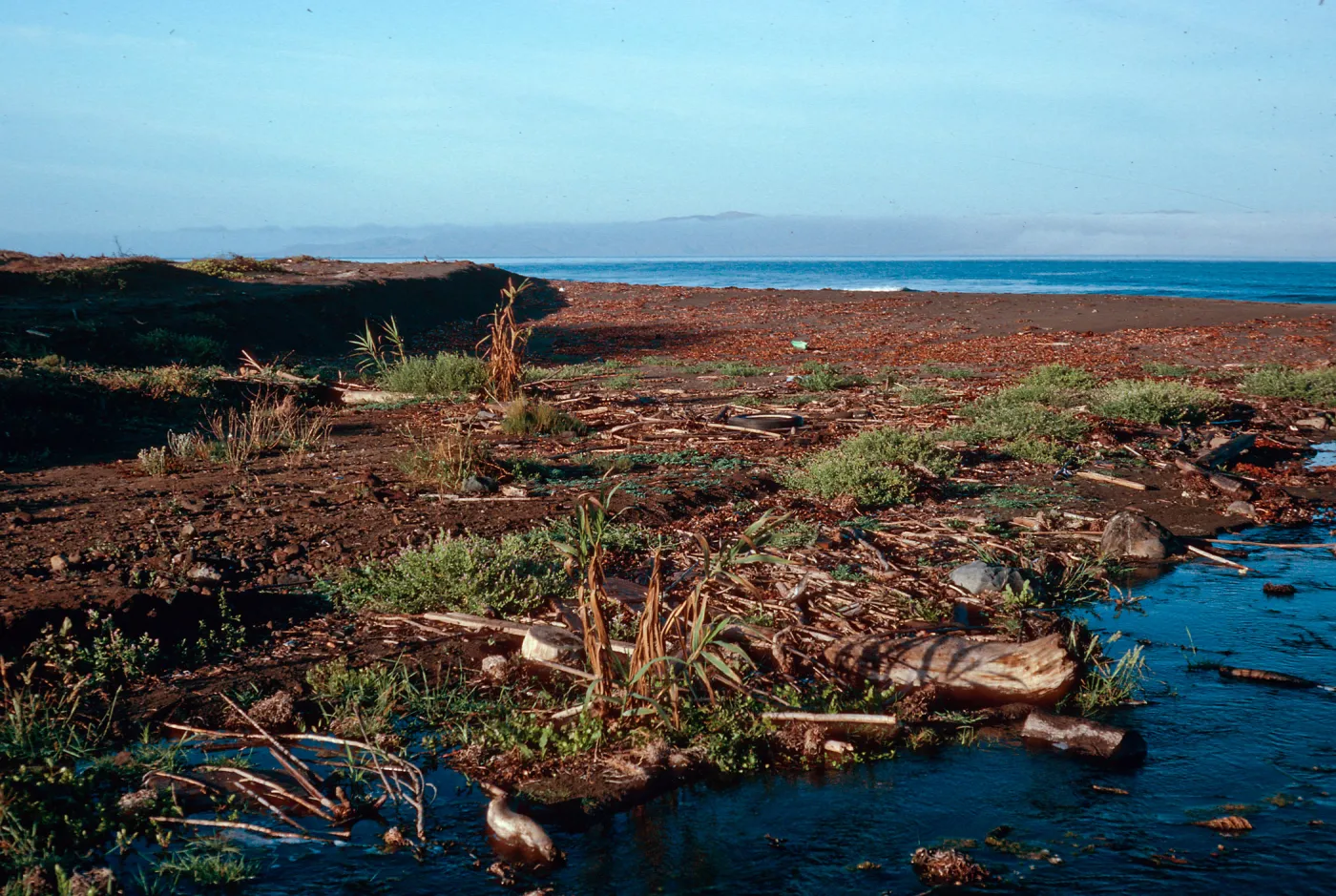 Arundo donax, mouth of Christy Canyon, Santa Cruz Island
