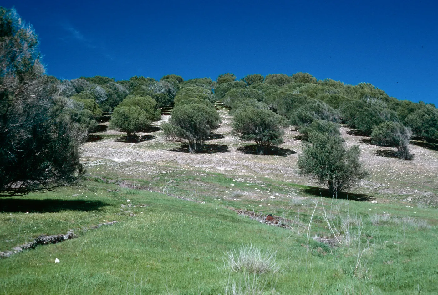 olives, Smugglers Cove, 