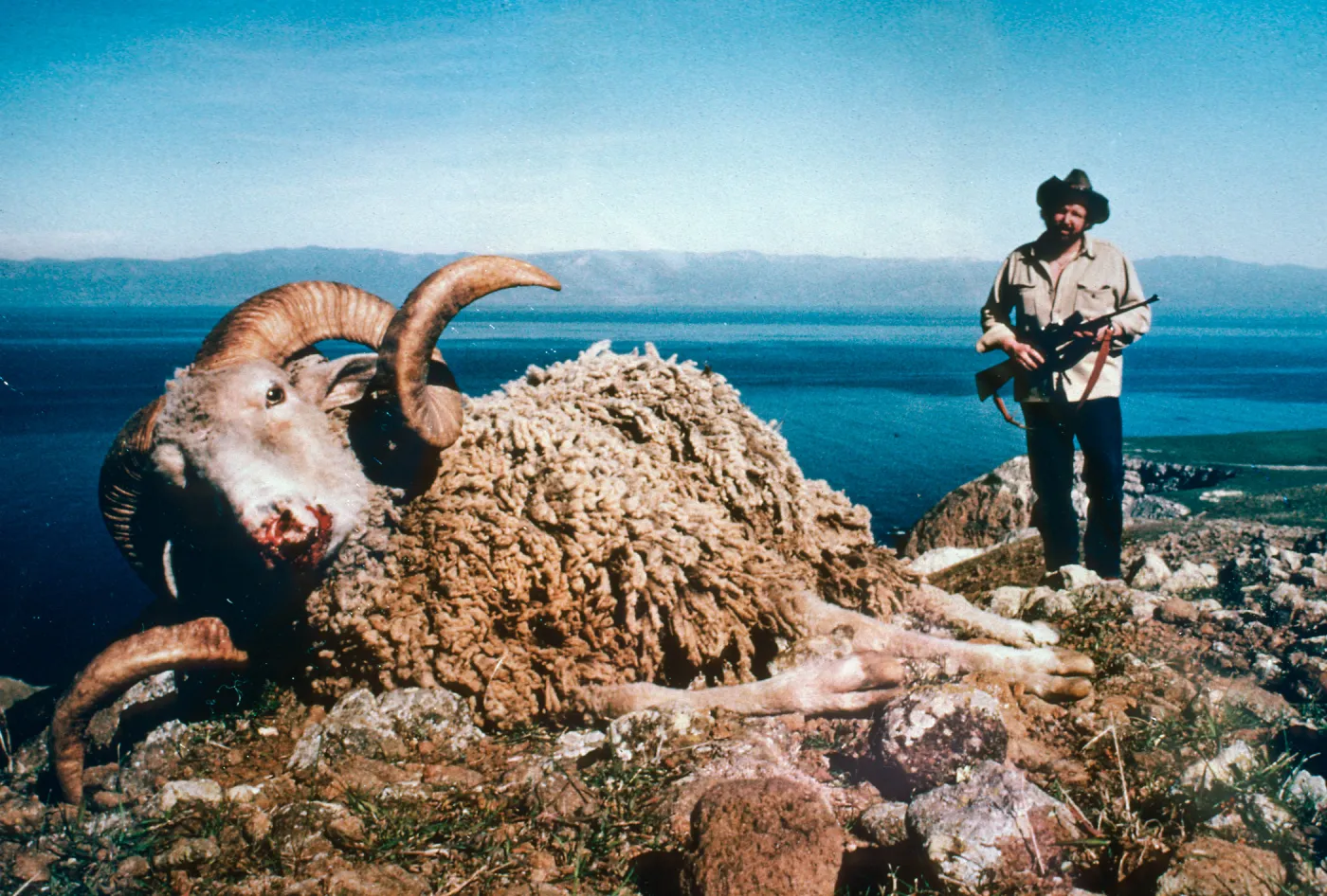 sheep, rifle hunter photo at Smugglers Ranch, Santa Cruz Island