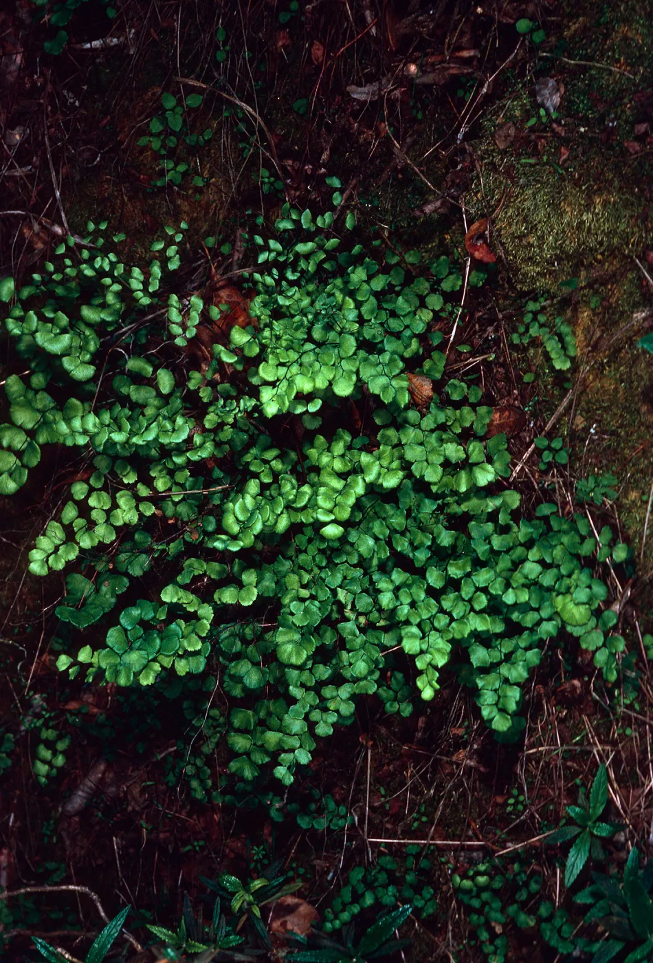 Adiantum, Heuchera, Canyon behind Stanton Ranch, Santa Cruz Island