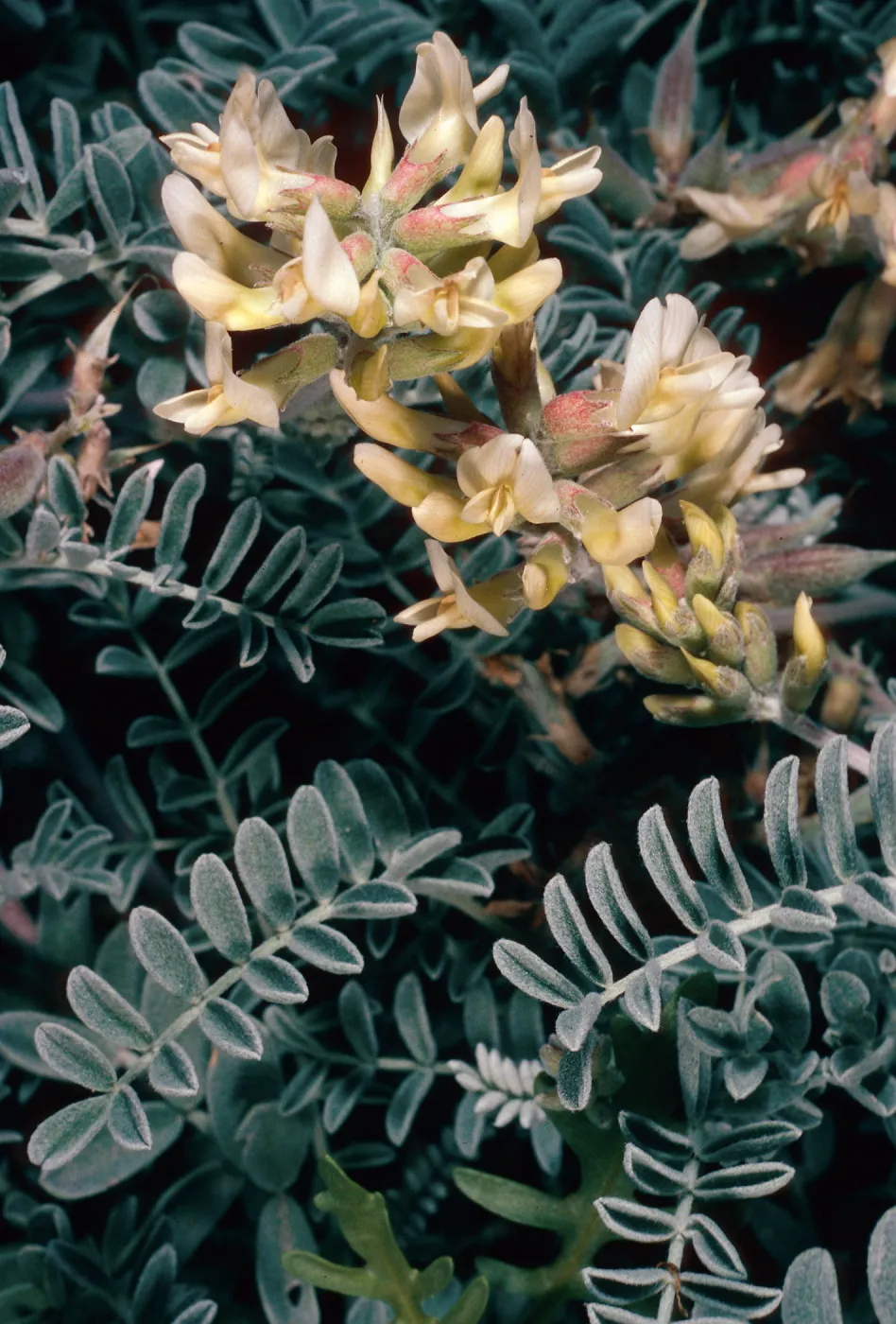 Astragalus miguelensis, North of Forneys Cove, Santa Cruz Island