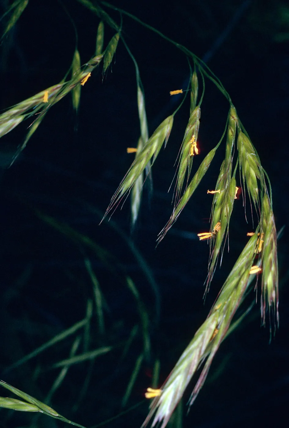 Bromus carinatus, Central Valley, West of The Nature Conservancys cabins, Santa Cruz Island