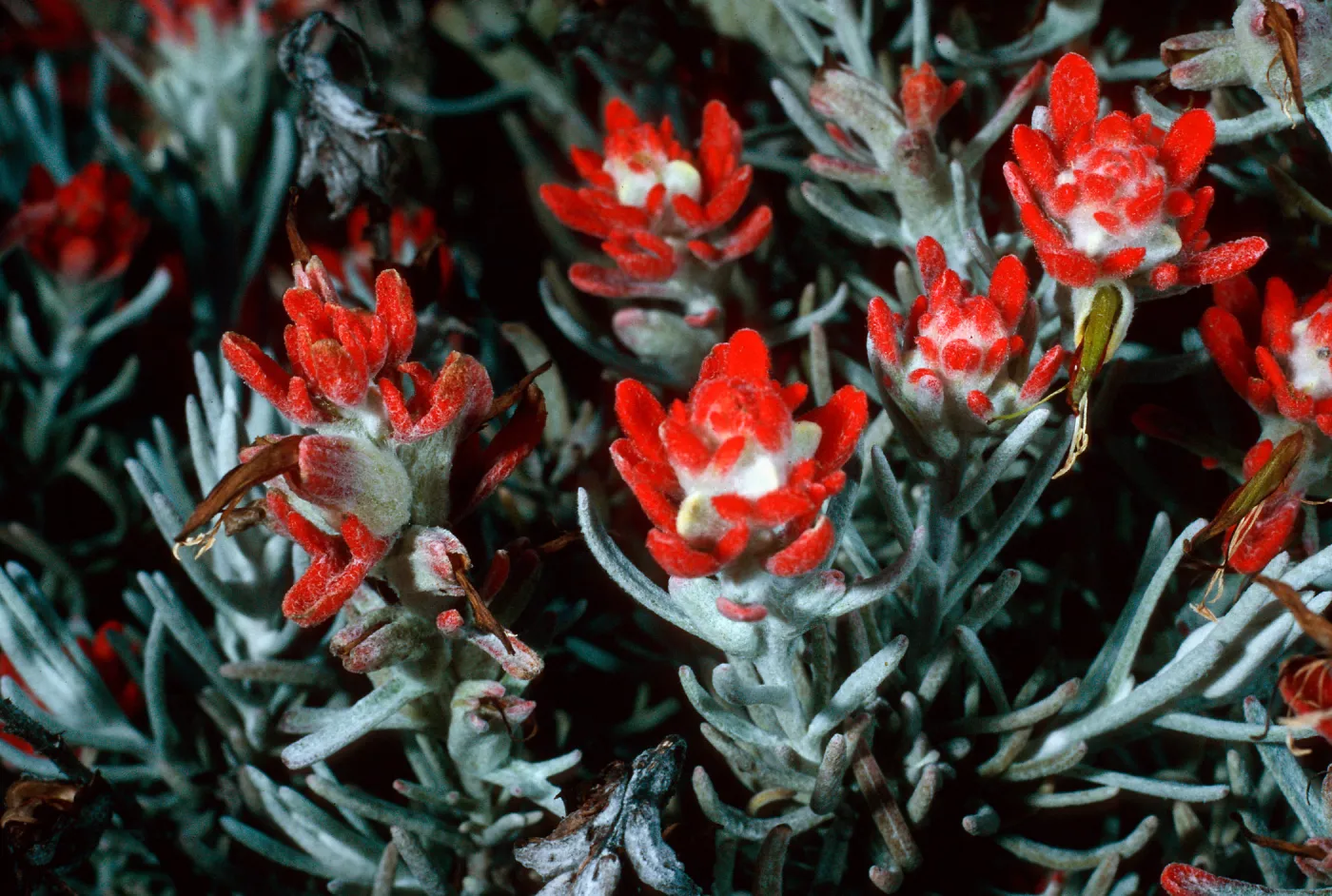 Castilleja hololeuca, SC-2198, Santa Cruz Island
