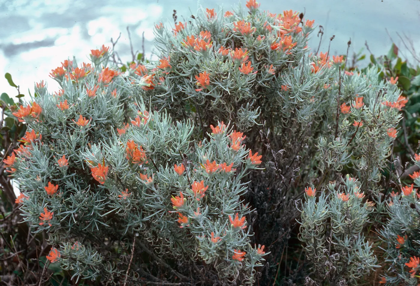 Castilleja hololeuca, East of Valley Anchorage, Santa Cruz Island