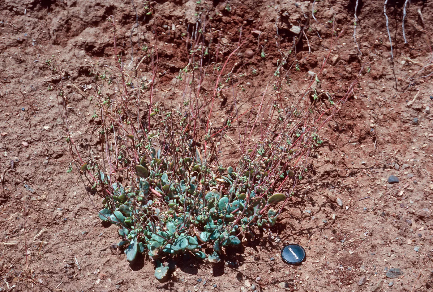 Calandrinia maritima, SC-2798, Johnsons Canyon, Santa Cruz Island