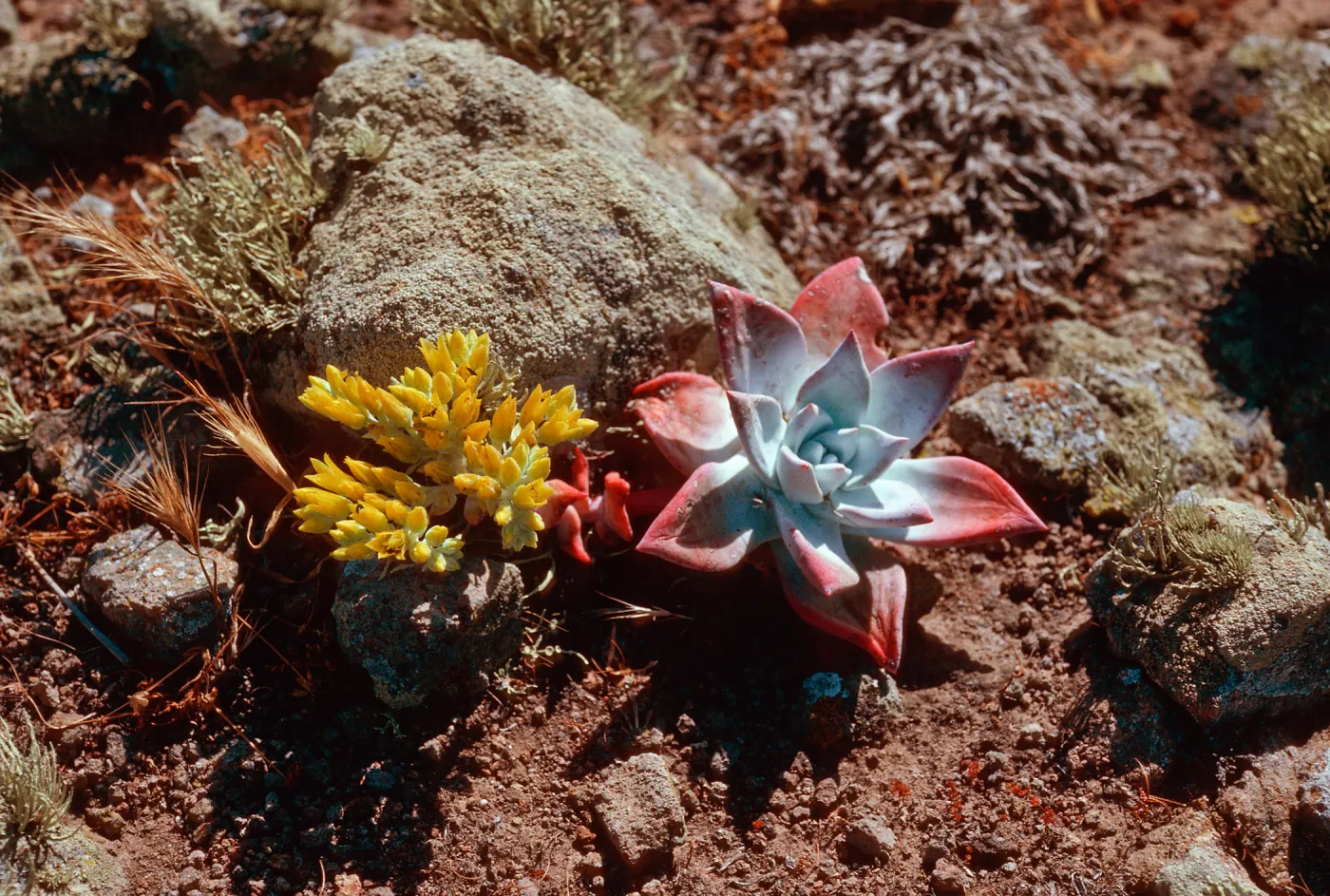 Dudleya candelabrum x Dudleya greenei, West Point ridge, Santa Cruz Island