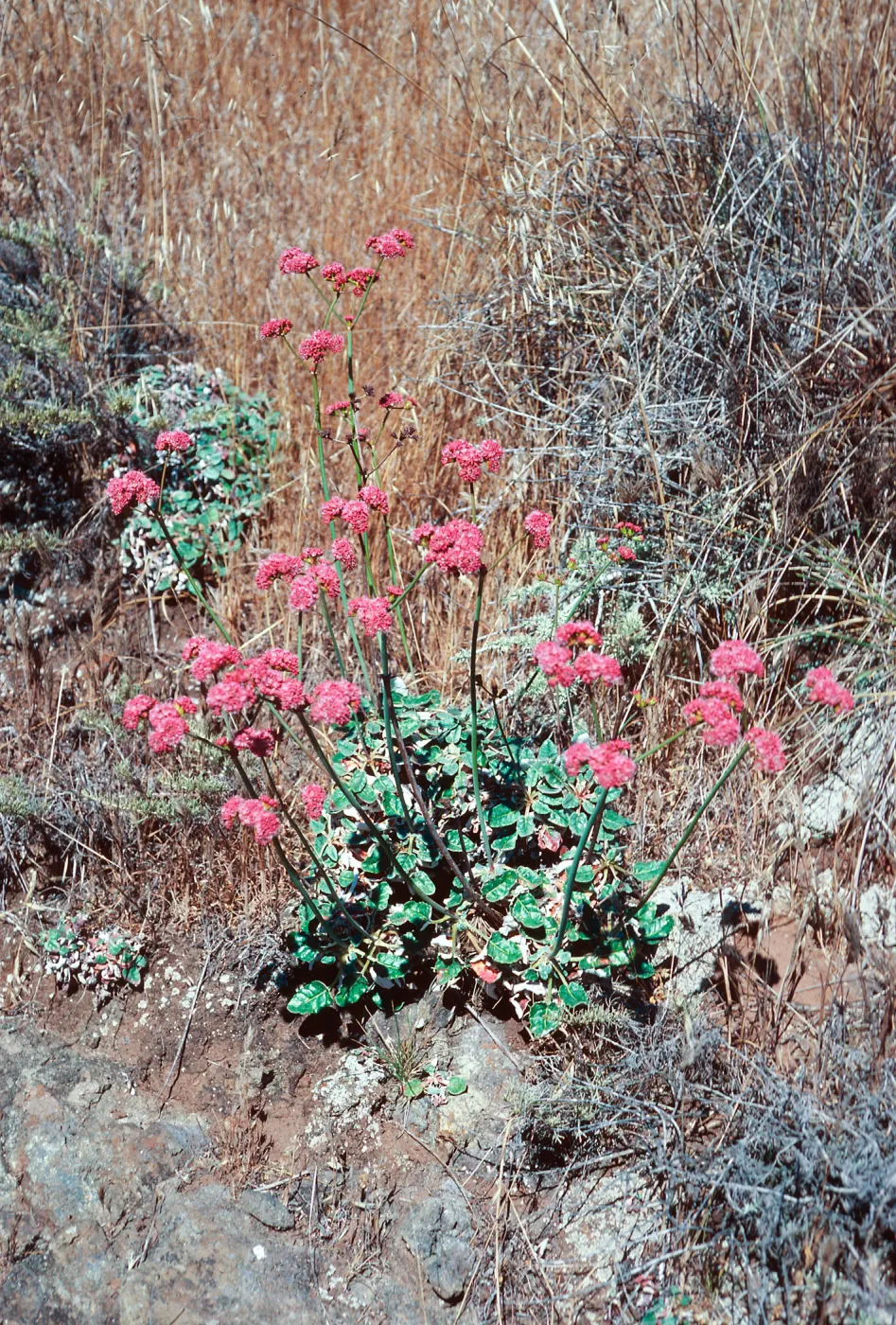 Eriogonum grande rubescens, North- East of Fraser Point, Santa Cruz Island