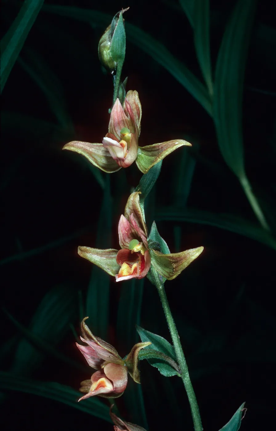 Epipactis gigantea, Cottonwood Canyon, Santa Cruz Island