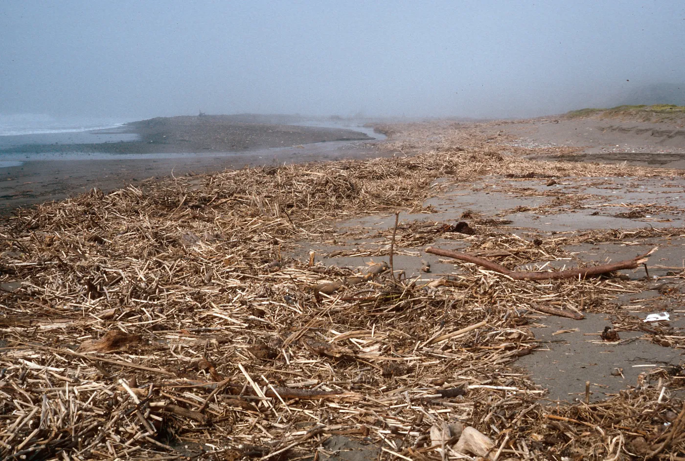 Fennel washed up on Christy Beach after storms, Santa Cruz Island