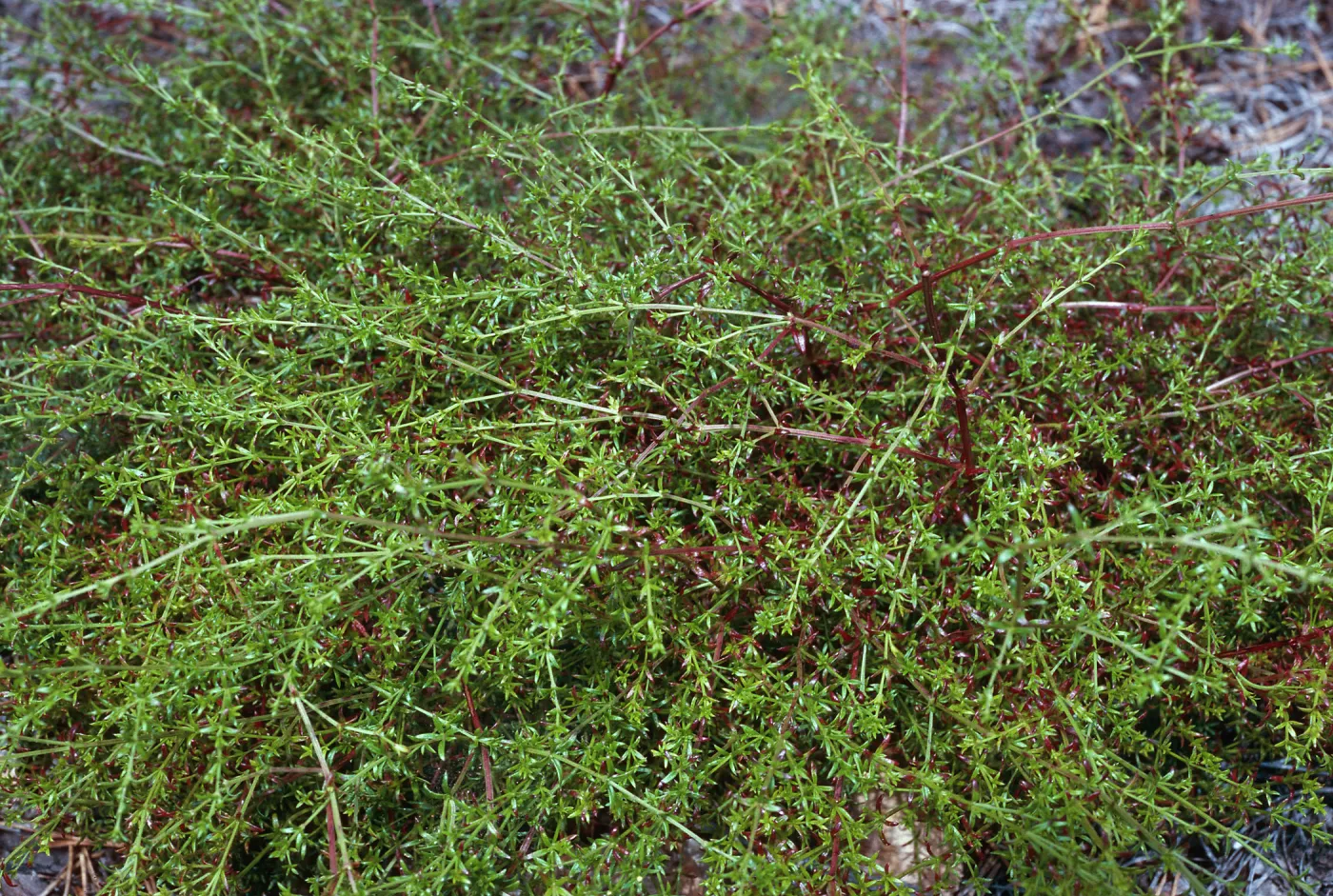 Galium nuttallii insulare, China Pines, Santa Cruz Island
