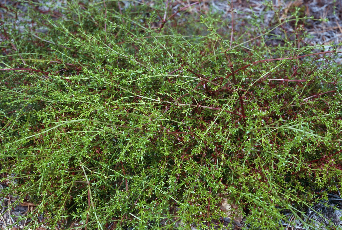 Galium nuttallii insulare, China Pines, Santa Cruz Island