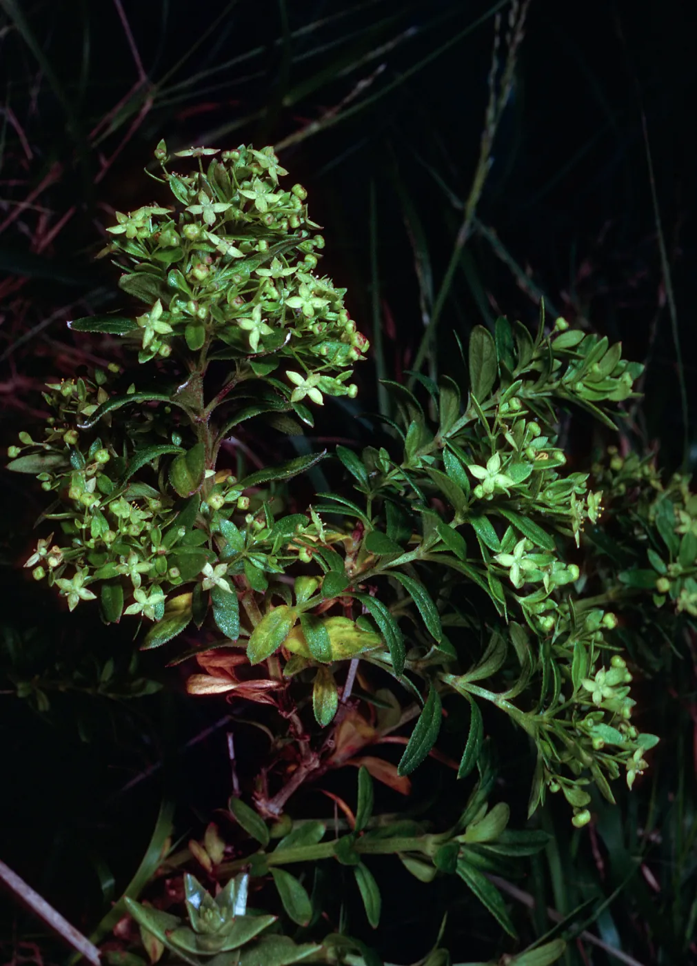 Galium buxifolium, sea bluffs, West of Eagle Canyon, Santa Cruz Island