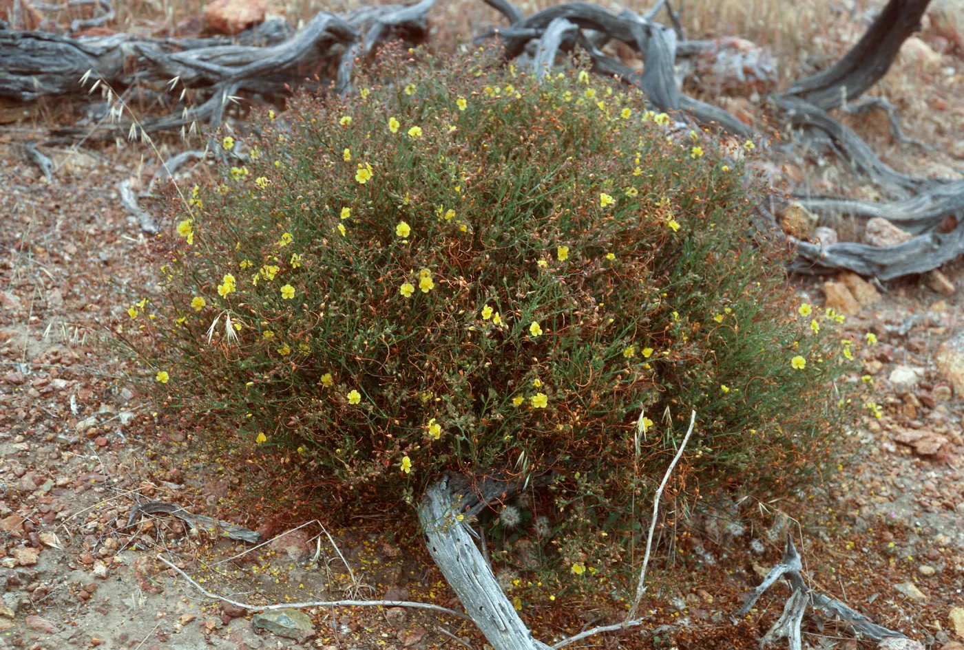 Helianthemum greenei, East of Twin Harbor, Santa Cruz Island