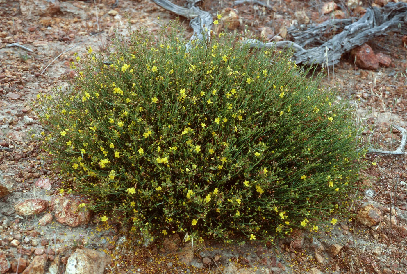 Helianthemum scoparium x greenei, East of Twin Harbor, Santa Cruz Island