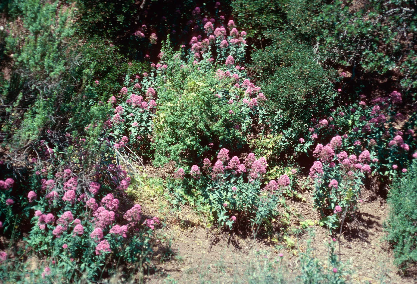 Centranthus ruber, Central Valley, Santa Cruz Island