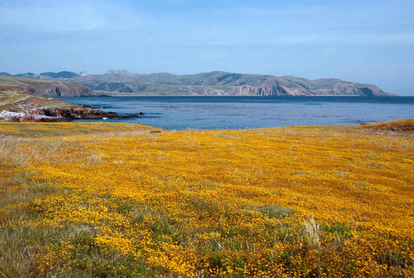 Lasthenia, East of Fraser Point, Santa Cruz Island