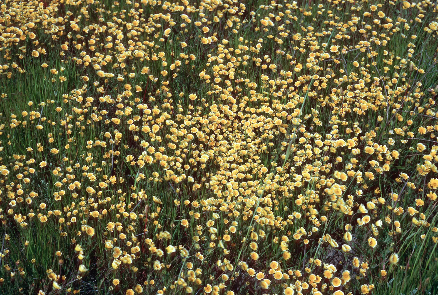 Layia (tidy tips) , East end of road to Fraser Point, Santa Cruz Island