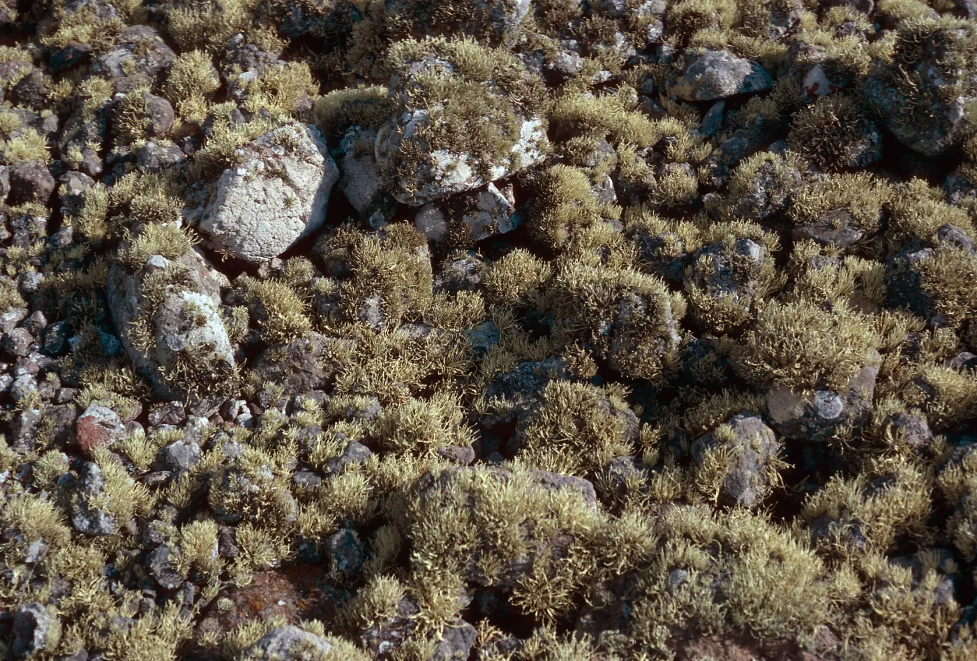 lichens, Forneys Cove, Santa Cruz Island