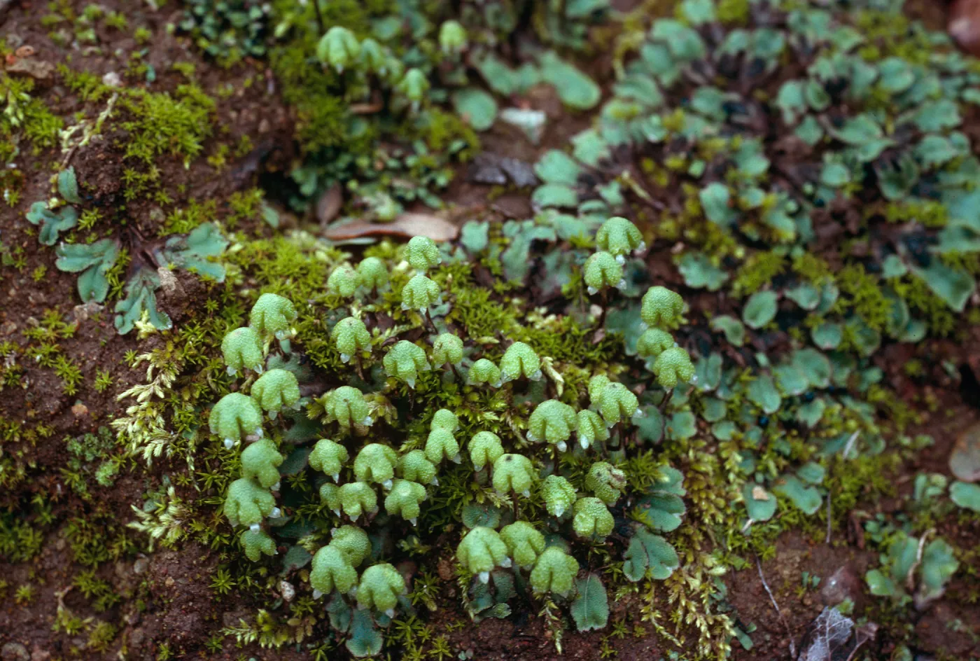 Liverwort, ridge West of Cascada, Santa Cruz Island