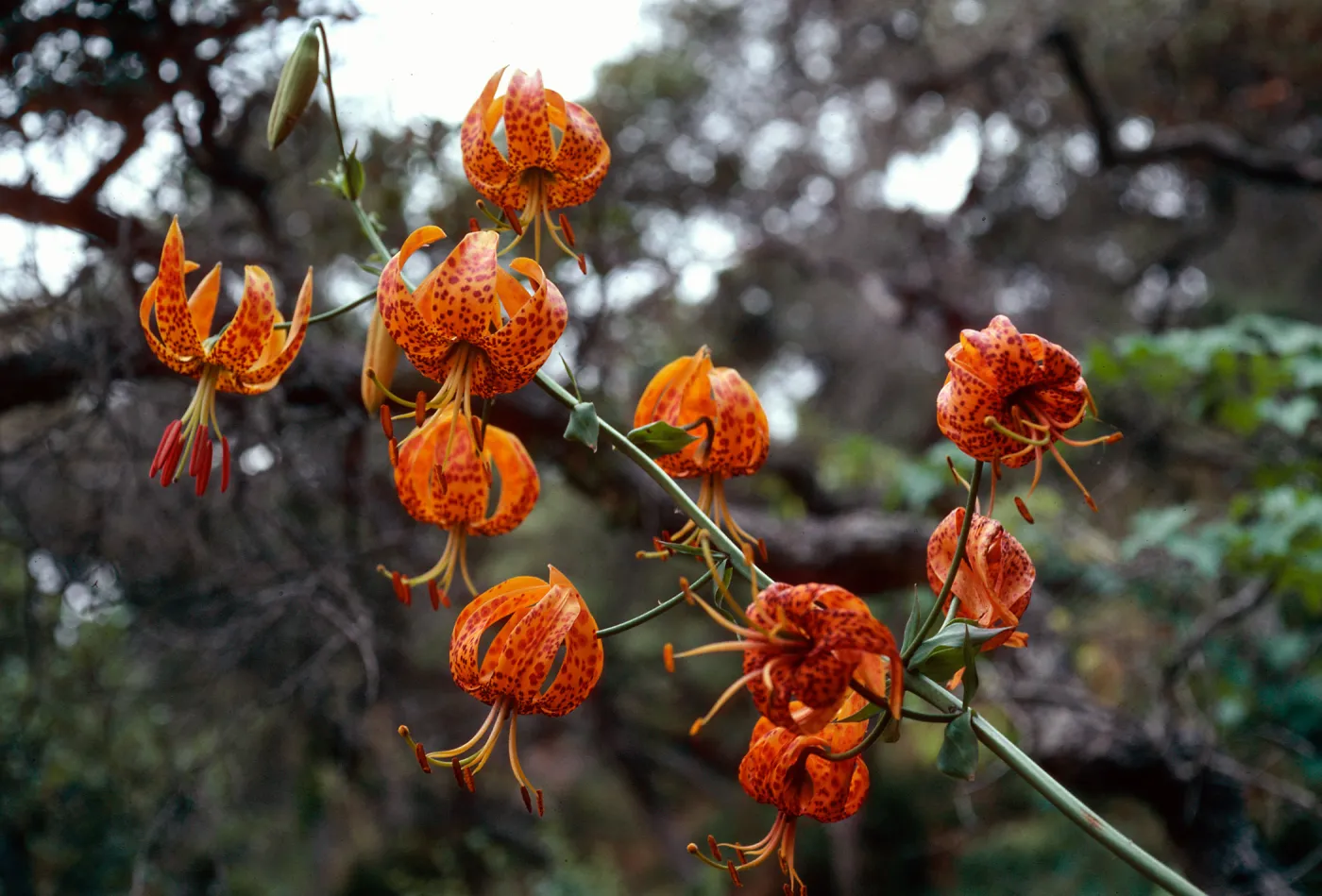 Lilium humboldtii, Central Valley, just West of U. C. field station, Santa Cruz Island