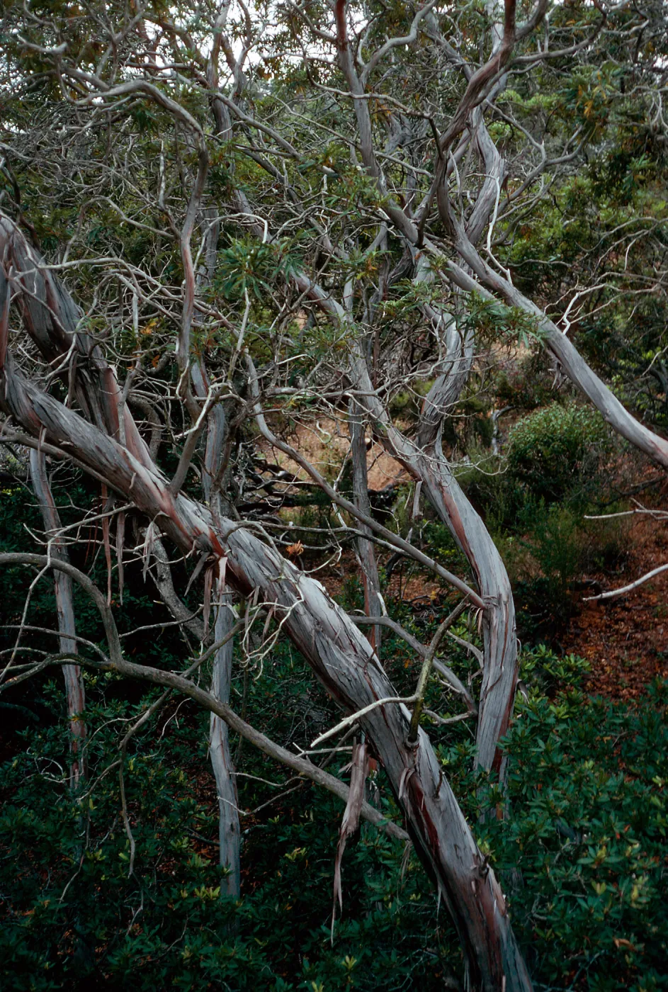 Lyonothamnus, Islay Canyon, study grove, Santa Cruz Island