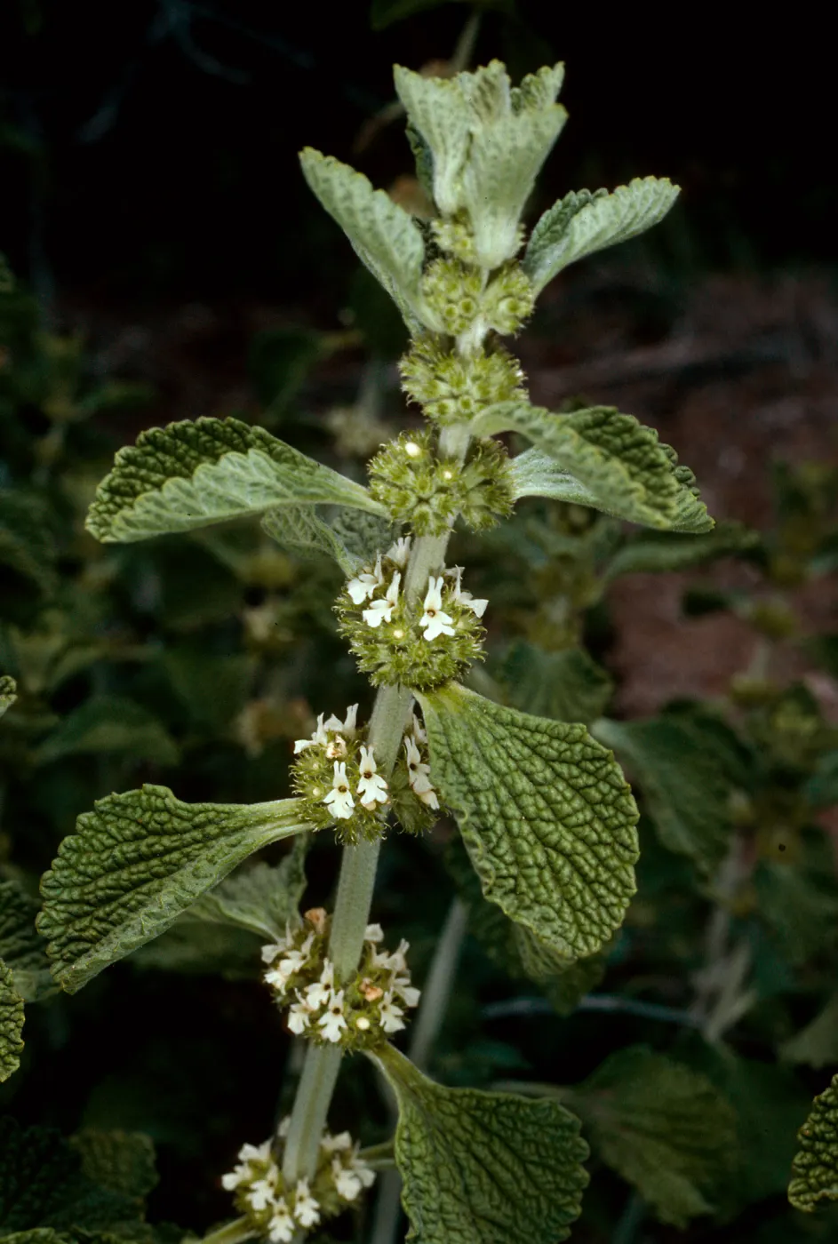 Marrubium, Horehound, road to Coches, Santa Cruz Island